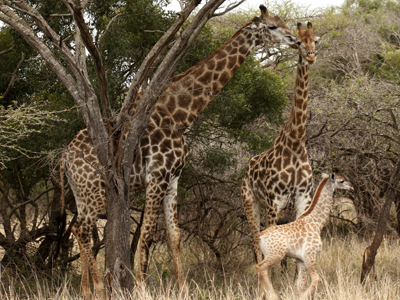 Ubizane Tree Lodge